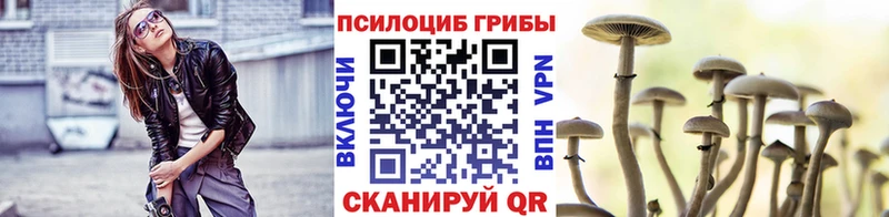 Псилоцибиновые грибы Cubensis  Купить  Кириши 
